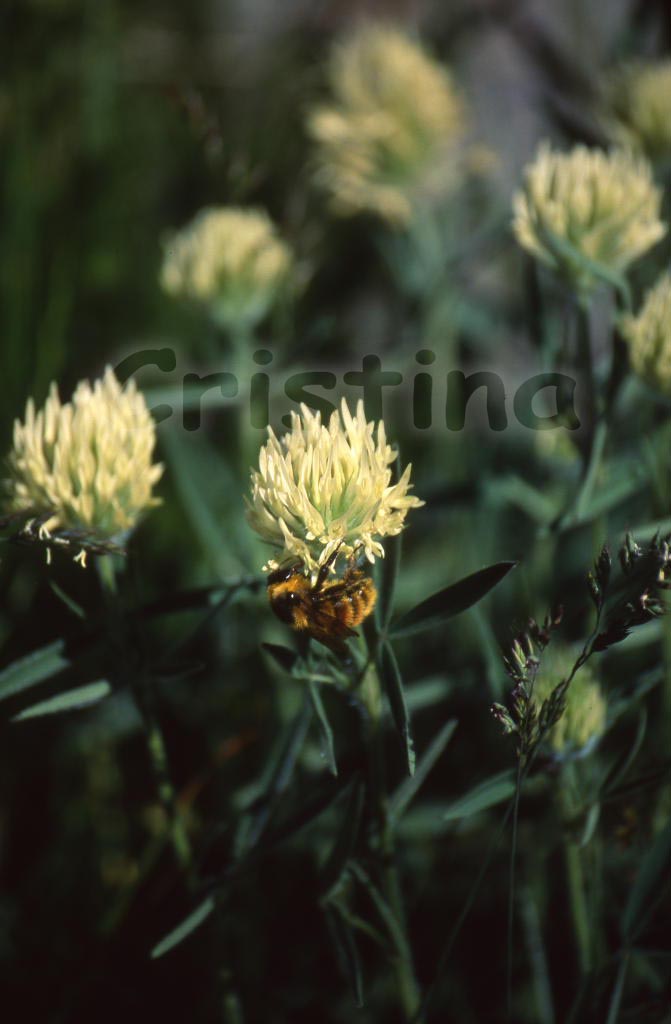 Trifoglio giallo - Trifolium pannonicum